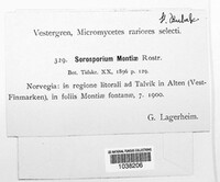 Tolyposporium montiae image